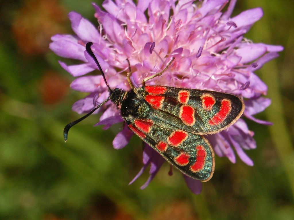 Zygaena carniolica? - Zygaena (Agrumenia) carniolica